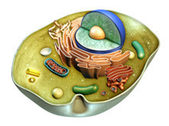mitochondria bij hypoxie
