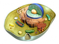 mitochondria mitochondria